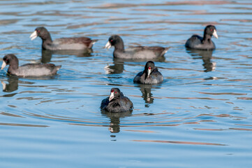 American Coots (Fulica americana) in Malibu Lagoon, California, USA