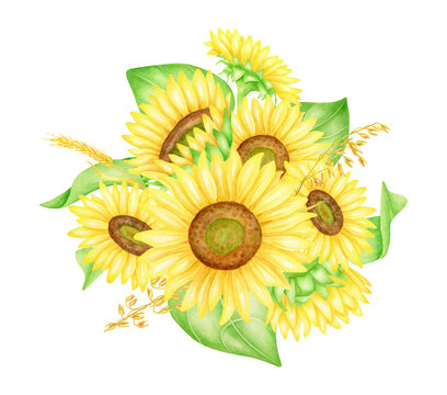 Watercolor sunflower bouquet with spikelets, hand drawn botanical illustration. Fall floral arrangement clipart. Bunch of yellow autumn flowers, leaves isolated on white background. Realistic drawing