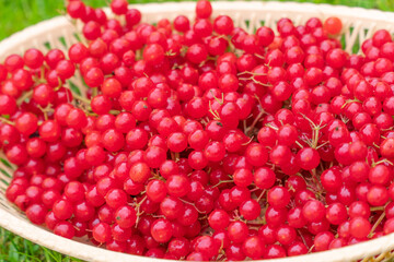 viburnum berry on an autumn table in the garden