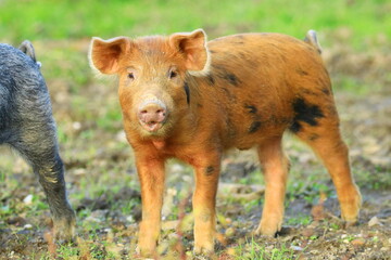 Fototapeta premium Cute little piglet on farm meadow 