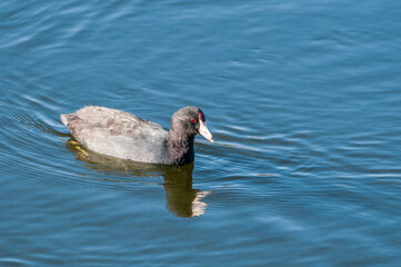 American Coot (Fulica americana) in Malibu Lagoon, California, USA