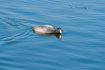American Coot (Fulica americana) in Malibu Lagoon, California, USA