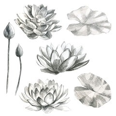 Lotuses. Flowers and lotus leaves in pencil. Water lily. Pencil drawing of leaf stems and water lily buds.
