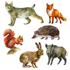 Watercolor illustration, set. Forest animals hand-drawn in watercolor. Lynx, wild boar, squirrel, hedgehog, fox, hare.