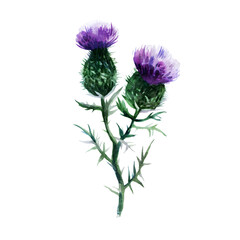 Watercolor illustration burr. Burdock plant, painted in watercolor.