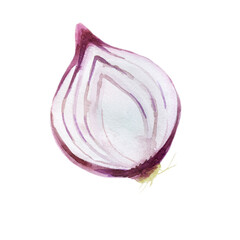 Watercolor illustration. Onion. Half of an onion painted in watercolor.
