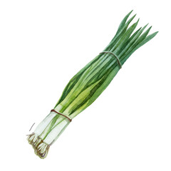 Watercolor illustration. Onion. Green onion plant, painted with watercolor.