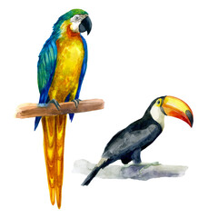 Watercolor illustration. Toucan and parrot. Tropical birds hand-drawn in watercolor.