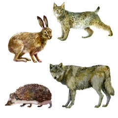 Watercolor illustration, set. Forest animals hand-drawn in watercolor. Lynx, hare, wolf, hedgehog.