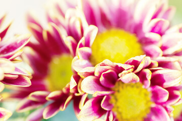 Two-tone yellow-pink chrysanthemum, macro photo, top view abstract floral background