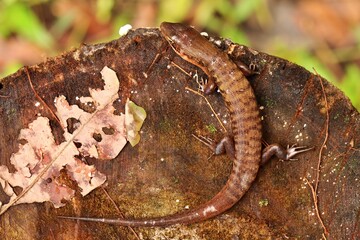 Close up of Sphenomorphus cf. loriae from dorsal view, West Papua, Indonesia
