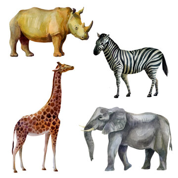 Watercolor illustration, set. African tropical animals hand-drawn in watercolor. Rhino, elephant, giraffe, zebra.