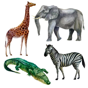 Watercolor illustration, set. African tropical animals hand-drawn in watercolor. Elephant, giraffe, zebra, crocodile.