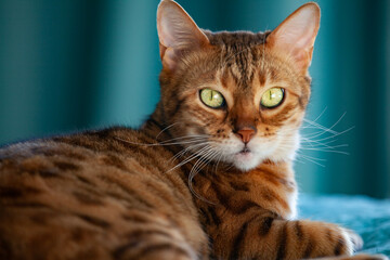 Naklejka premium portrait of bengal cat looks into the camera