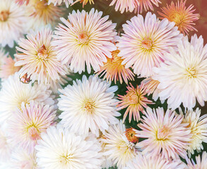 bouquet of light pink chrysanthemums, selective focus