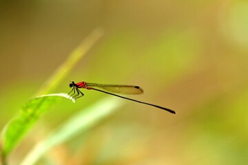 close up photo of red damselfly from indonesian new guinea