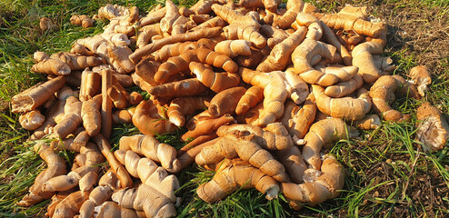 Discarded bread in the grass on the ground in Italy. Panorama.