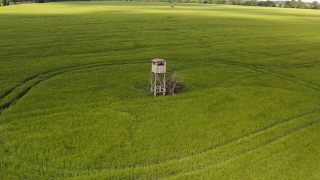 Drone flight around a hunter's perch in a large cornfield.  A bird of prey flies through the image in search of prey.