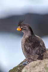 Crested Auklet (Aethia cristatella) at St. George Island, Pribilof Islands, Alaska, USA