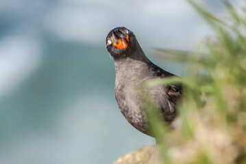 Crested Auklet (Aethia cristatella) at St. George Island, Pribilof Islands, Alaska, USA