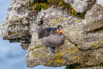 Crested Auklet (Aethia cristatella) at St. George Island, Pribilof Islands, Alaska, USA