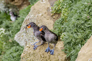 Crested Auklets (Aethia cristatella) at St. George Island, Pribilof Islands, Alaska, USA