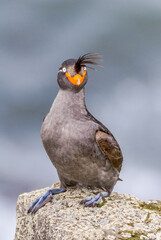 Crested Auklet (Aethia cristatella) at St. George Island, Pribilof Islands, Alaska, USA