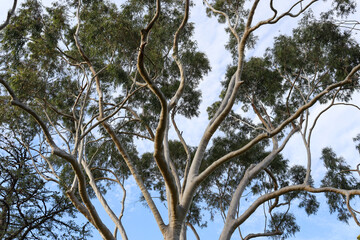 sky and eucalyptus tree