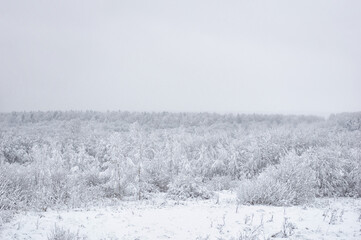 Winter landscape. Snow is falling in the forest. Snow covered trees.