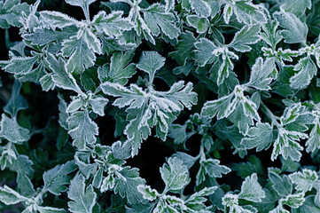 Frozen branches of chrysanthemum. Green leaves covered with morning frost. Top view. Closeup.