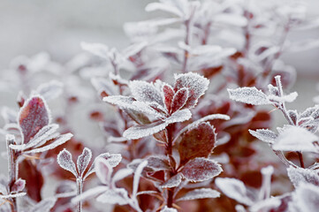 Barberry leaves covered with morning frost. Close up. Selective focus.