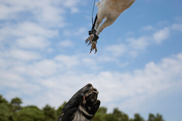 Flying owl feet and falconer's hand