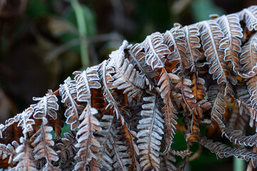 A branch of a forest fern is covered with frost. Close up. Autumn natural background.