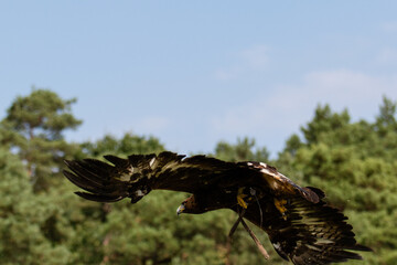 Great eagle, a bird of the hawk family in flight against the background of the summer sky. Bird of prey spread its wings