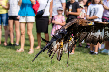 Falconry shows. Flying eagle in the background of spectators