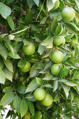 Green Oranges on The Tree