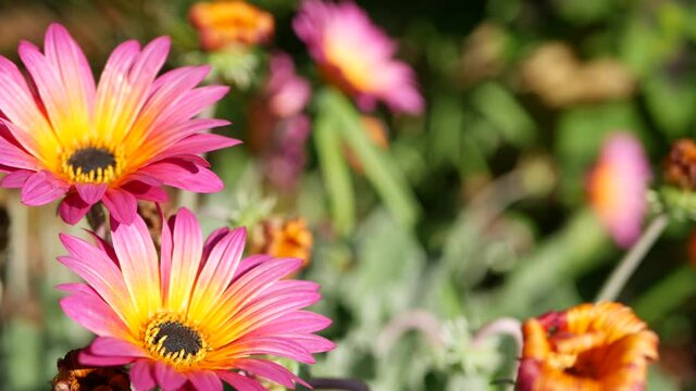 Daisy or marguerite colorful flowers, California USA. Aster or cape marigold multicolor purple violet bloom. Home gardening, american decorative ornamental houseplant, natural botanical atmosphere.