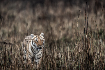 fine art image of wild bengal tiger of terai region forest head on stroll in a morning game drive or outdoor jungle safari at jim corbett national park uttarakhand india - panthera tigris tigris