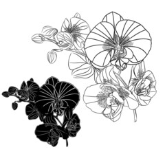 Orchid Phalaenopsis  outline and silhouette set three flower  on a white background vintage vector editable illustration hand draw