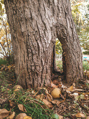 old oak tree