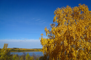 Indian summer - a view of the lake, birch with yellow foliage, clear blue sky. Natural background.