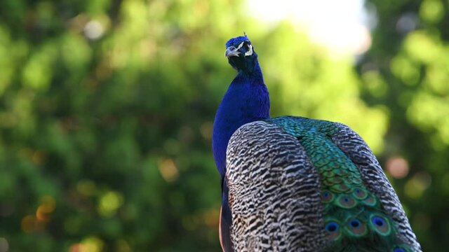 Close up 4k video view of an amazing peacock and its great blue color, one of the greatest birds in the world