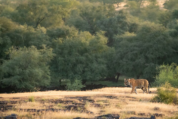 wild bengal tiger on prowl on mountain or hill ridge in natural green background in jungle safari...