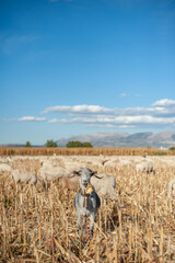 Obraz premium goats grazing eating in freshly harvested corn field with blue sky and yellow corn