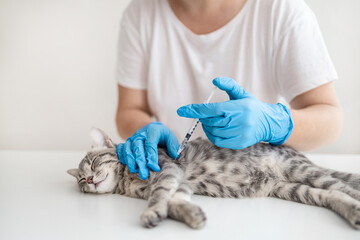 Veterinary doctor giving injection for kitten. Vaccination of animals. Domestic pet cat for...