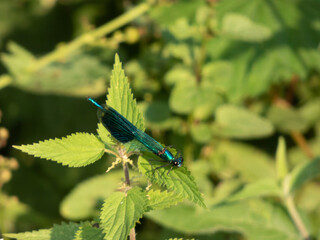 Libellule sur les bords de L'eure 
