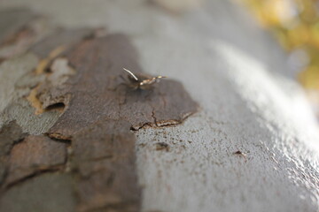 spider on the ground