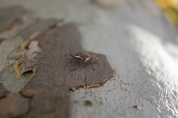 close up of an ant