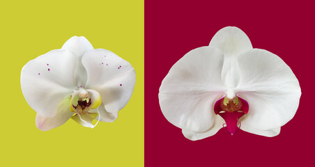 Isolated white vanda or hybrid orchid flower with clipping paths.