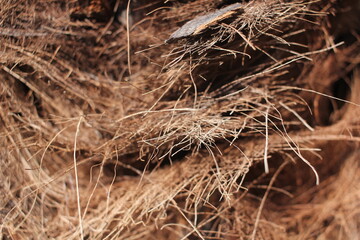 grass in the wind